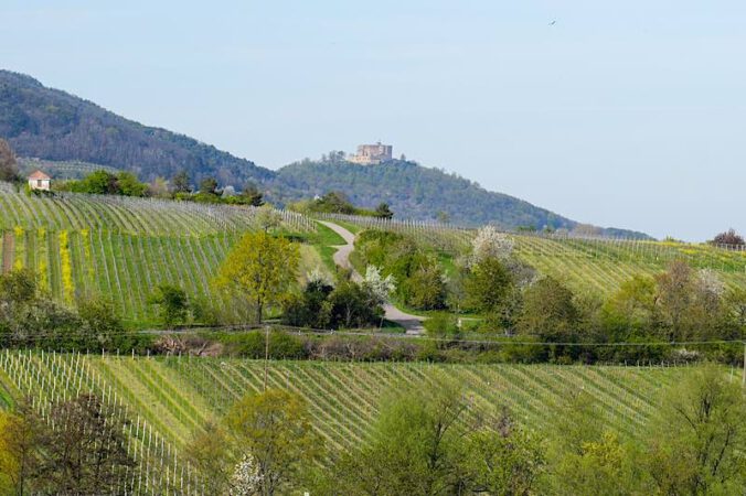 Das Hambacher Schloss in der Ferne (Foto: Holger Knecht)