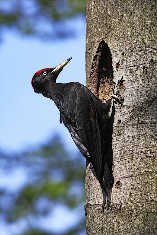 Ein Schwarzspecht zimmert eine Baumhöhle (Foto: Nationalpark Hunsrueck-Hochwald / K. Funk)
