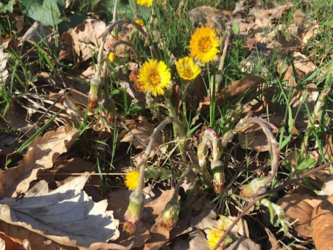 Foto: Ursula Schauer