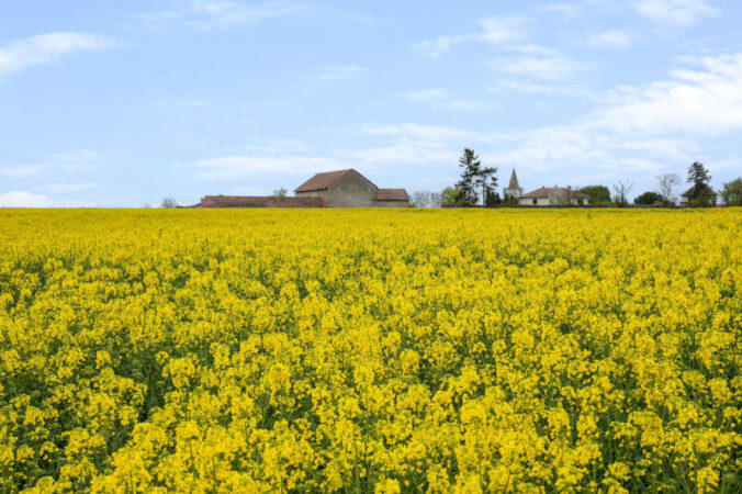 Ein Rapsfeld bei Bockenheim (Foto: Holger Knecht)