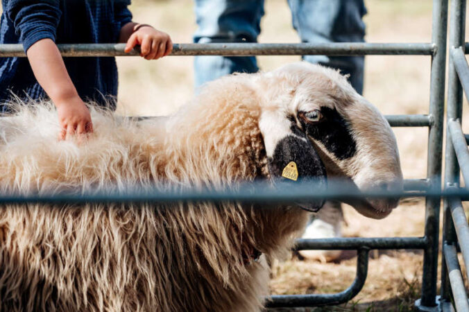 Gefühlserlebnis beim Schafsaktionstag. (Foto: Biosphärenreservat Pfälzerwald-Nordvogesen/Eva Hartmann)