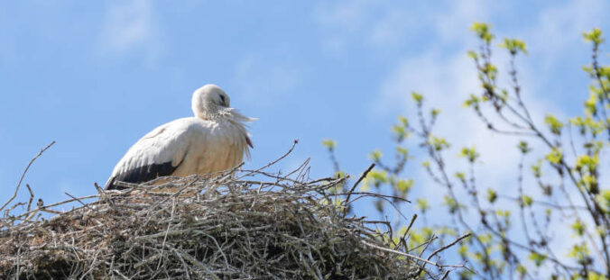 Storch (Foto: Holger Knecht)