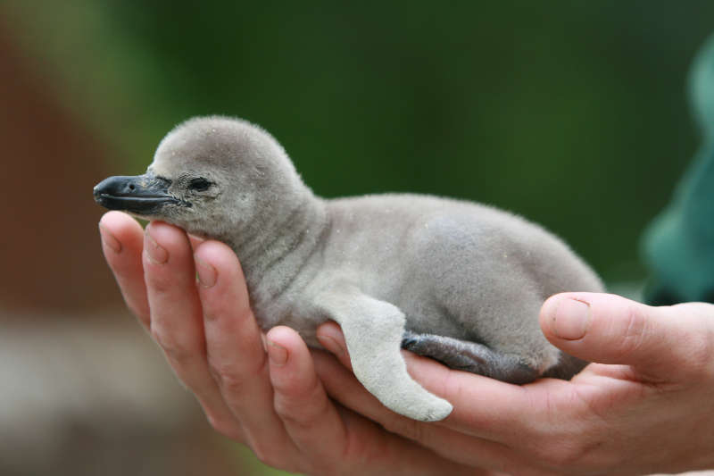 Humboldt-Pinguinküken (Foto: Zoo Landau in der Pfalz)