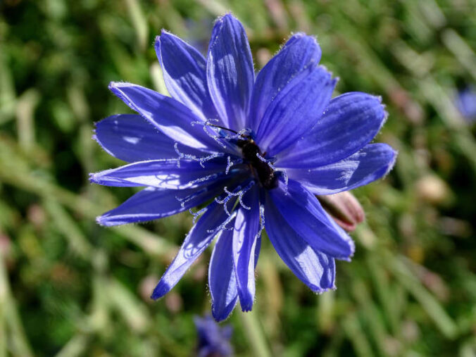 Wegwarte (Foto: Pixabay/LeahReiter)