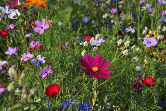 Symbolbild Blumen Garten (Foto: Pixabay/pasja1000, Julita)