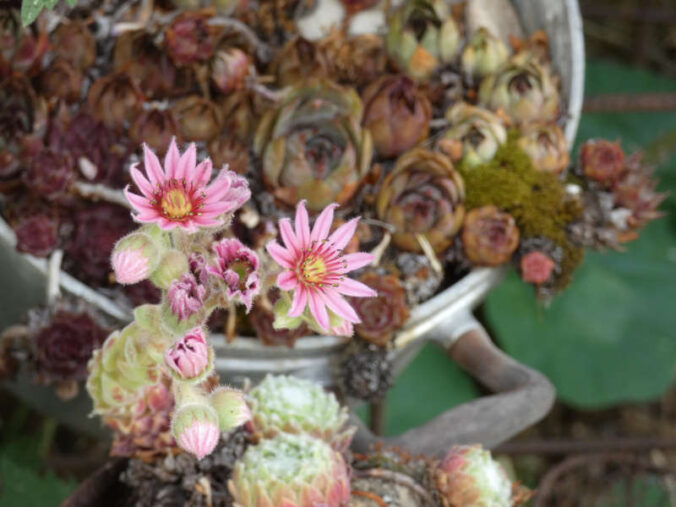 Im Garten von Lilo Helfferich gibt es viel zu entdecken (Foto: Biosphärenreservat Pfälzerwald-Nordvogesen/Paulina Mock)