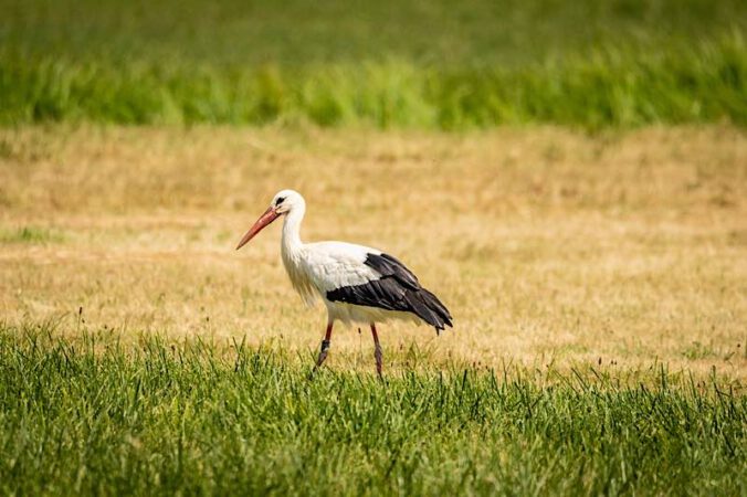 Storch in der Pfalz (Foto: CC-BY-SA Pfalz Touristik, Dominik Ketz)