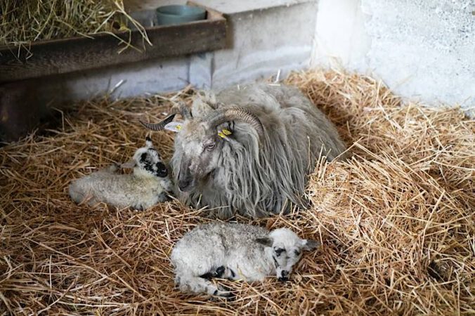 Mutter Schaf mit ihren beiden Lämmern (Foto: Holger Knecht)