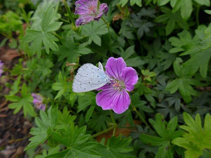 Wer eine Vielfalt an Pflanzen im heimischen Garten anbietet, lockt verschiedenste Insekten an. (Foto: Julia Kruse)