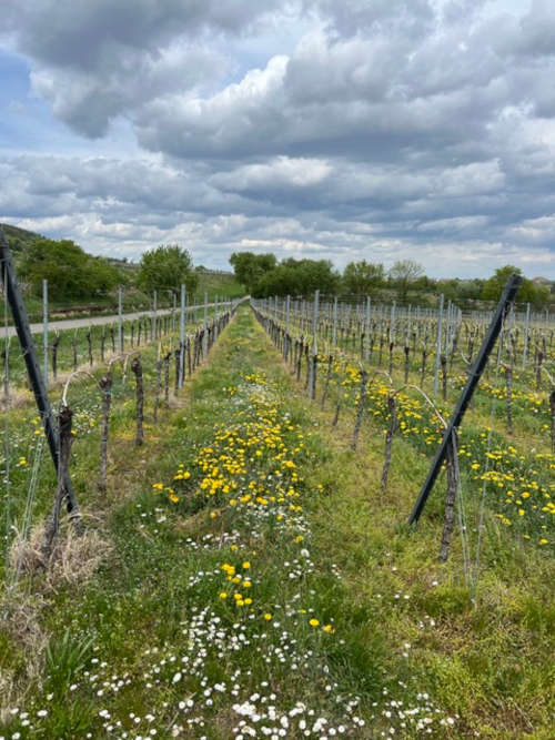 Foto: ©Norbert Benz, ADFC Neustadt / Haßloch