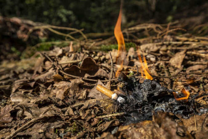 Aus einer achtlos weggeworfenen Zigarette kann sich rasch ein Waldbrand entwickeln (Foto: Landesforsten Rheinland-Pfalz/Jonathan Fieber)
