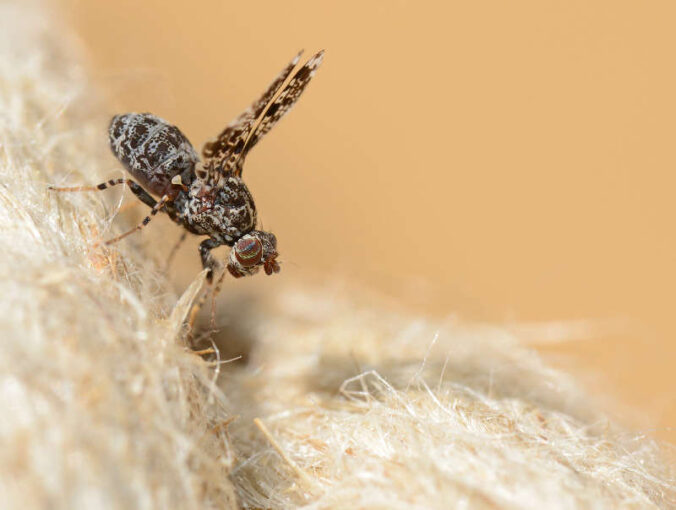 Pfauenfliege (Foto: Pfalzmuseum für Naturkunde)
