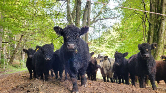 Die Weiderinder im Biosphärenreservat liefern hochwertiges Fleisch und erhalten die Kulturlandschaft. (Foto: Biosphärenreservat Pfälzerwald-Nordvogesen/Andrea Burkard)