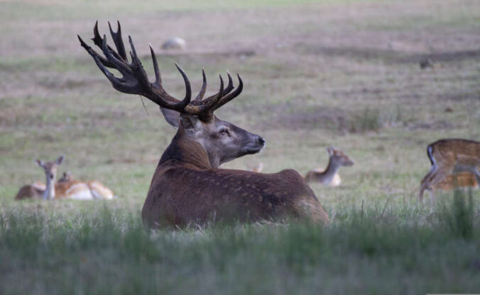 Symbolbild Hirsch (Foto: Pixabay)