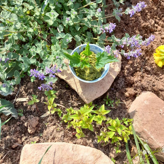 Beim Kräuterkochen wird gemeinsam ein Pesto hergestellt (Foto: Anita Ehrhardt)