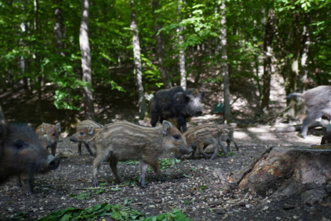 Wildschweine haben grundsätzlich Angst vor Menschen; fühlen sie sich oder ihren Nachwuchs jedoch bedroht, können sie zum Angriff übergehen. (Foto: Pixabay/Michal Renčo)