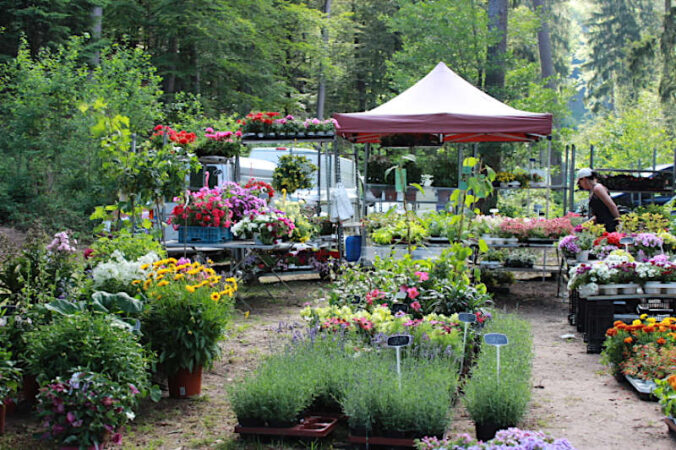 Kräutermarkt in Hauenstein (Foto: Sonja Spieß)