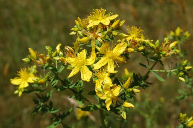 Johanniskraut (Foto: Johannes Schauer)