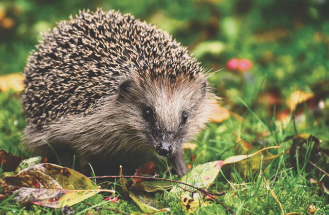 Symbolbild Igel (Foto: Pixabay/Alexa)