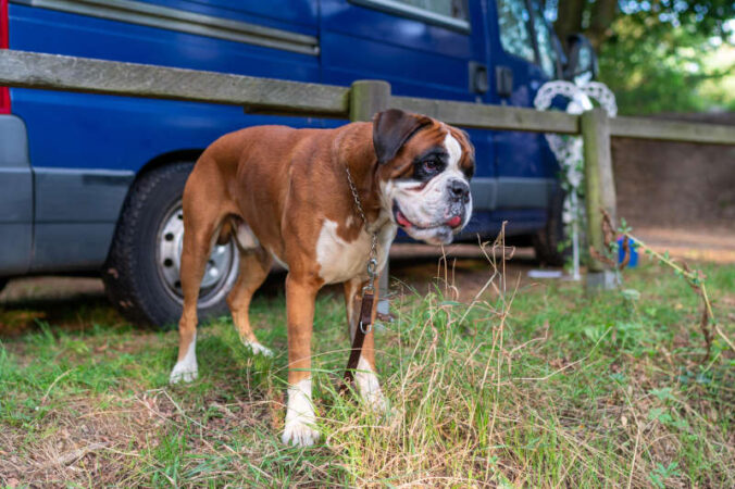 Symbolbild Tier Hund (Foto: Pixabay/Volker Gröschl)