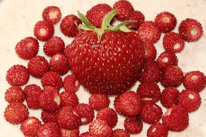 Erdbeere und Walderdbeeren (Foto: NABU/Helge May)
