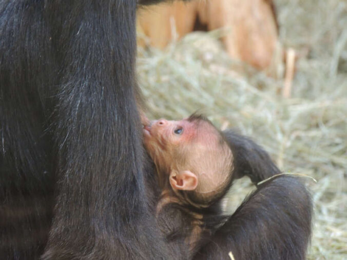 Klammeraffenjungtier (Foto: Zoo Landau)