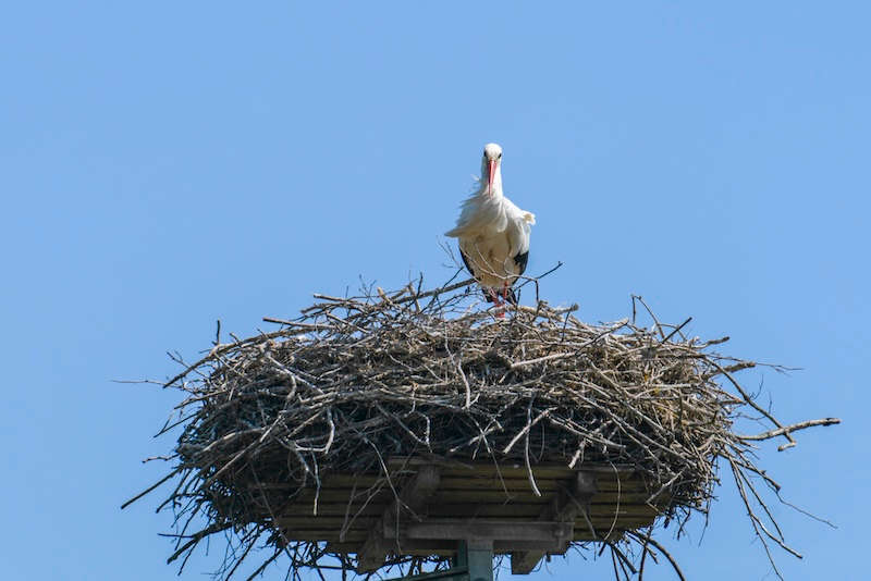 Störche auf den Queichwiesen (Foto: CC-BY Südliche Weinstrasse e.V., Thorsten Günthert)