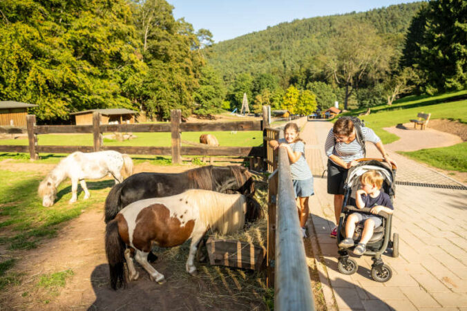 Trifelsland: Wild-und Wanderpark Silz (Foto: Verein Südliche Weinstrasse Annweiler am Trifels/Dominik Ketz)
