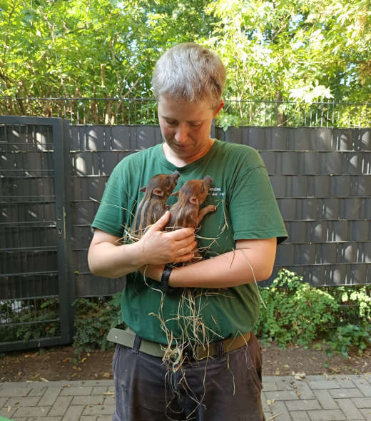 Mähnenschweinjungtiere (Foto: Zoo Landau in der Pfalz)