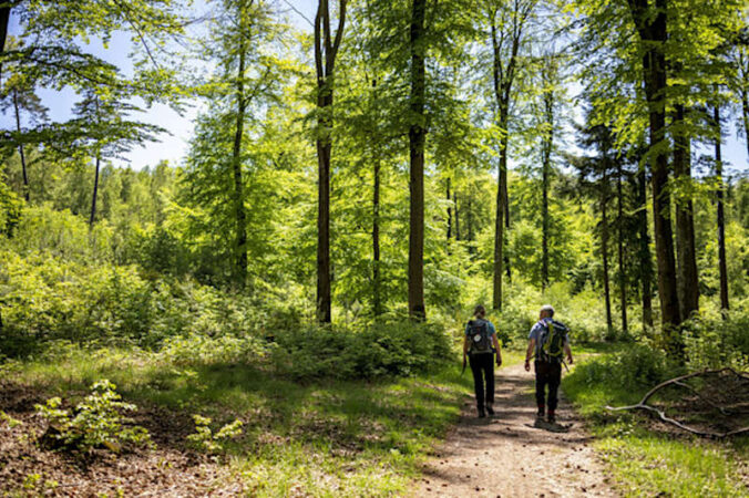Der Wandermarathon führt durch eine malerische Landschaft (Foto: Landesforsten.RLP.de/J.Fieber)