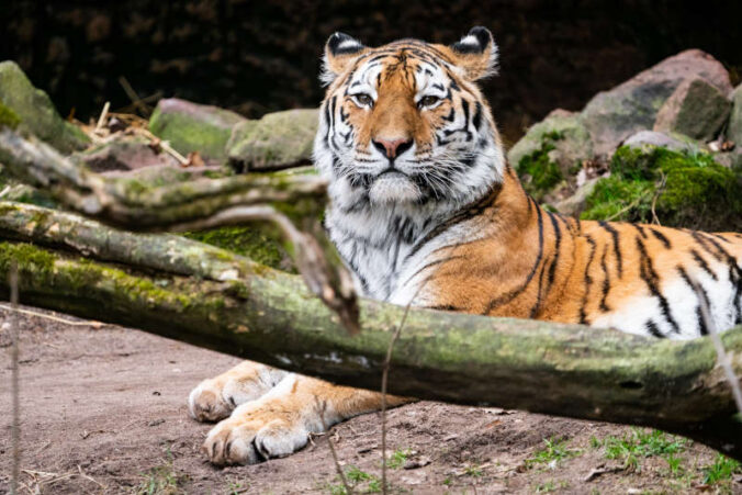 Tiger MANU (Foto: Tiergarten Nürnberg / Tom Burger)