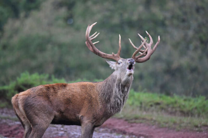 Der Rothirsch steht beim diesjährigen Wildparkfest besonders im Mittelpunkt: Als „Wildtier des Jahres 2026“ ist ihm ein besonderer Schwerpunkt des Festes gewidmet. (Foto: WWP)