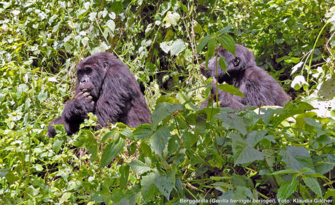 Berggorilla (Gorilla beringei beringei) (Foto: Klaudia Gilcher)