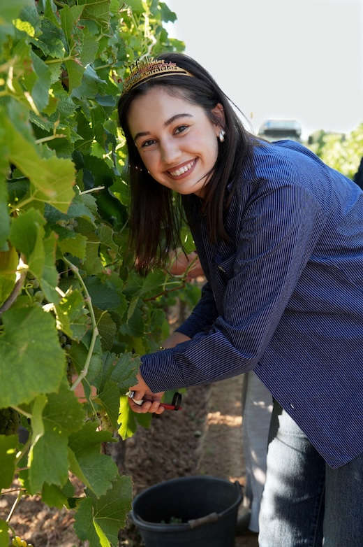 Die Pfälzische Weinkönigin Anna Antonia Cölsch bei der Weinlese (Foto: Pfalzwein e.V.)