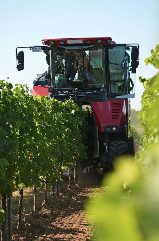 Ein Vollernter bei der Lese der ersten Trauben (Foto: Pfalzwein e.V.)