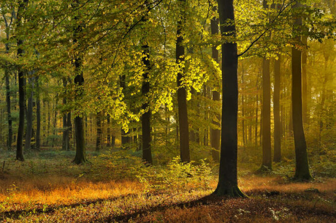 Herbststimmung im Wald (Foto: Landesforsten.RLP.de / Lamour/Hansen)