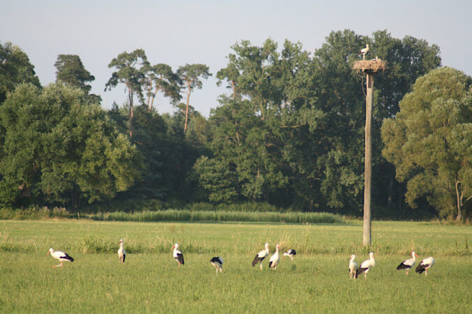 Störche auf der Holzwiese (Foto: Esther Grüne)