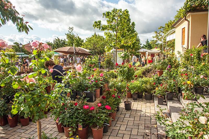 Pfälzer Gartenmarkt (Foto: HJMphoto arts)