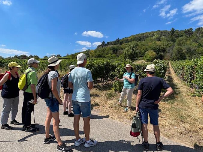 Wein & Genuss im Weinberg (Foto: Touristinformation Maikammer)