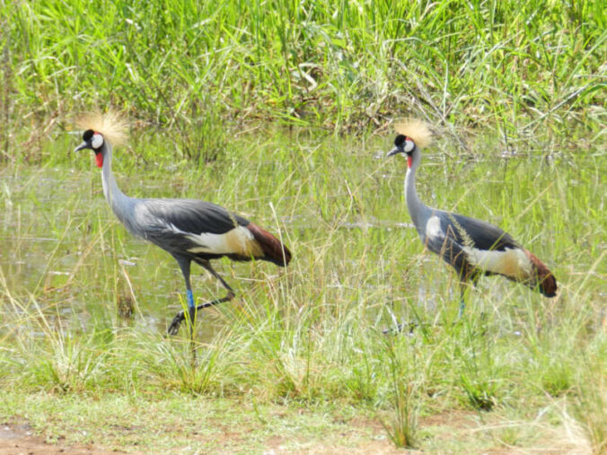 Kronenkranichpaar in Ruanda, Ostafrika (Foto: Quelle: Zoo Landau)