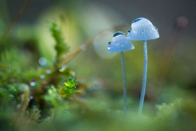 Pilz im Morgentau (Foto: Landesforsten.RLP.de/J. Fieber)