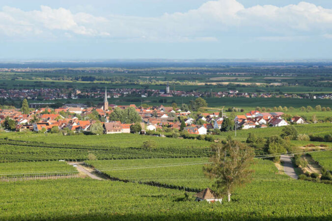 Blick auf Rhodt u. Rietburg und Edesheim (Foto: Holger Knecht)