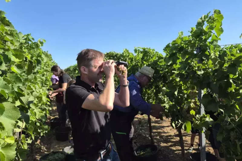 Lesestart 2026: Gerhard Nett vom Weingut Nett in Neustadt/W. bestimmt die Mostgewichte mit dem Refraktometer (Foto: DWI)