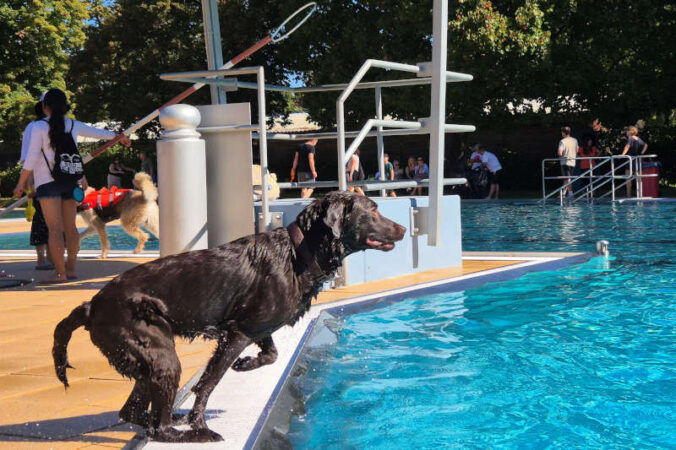 Hundebadetag. (Quelle: Stadt Landau)