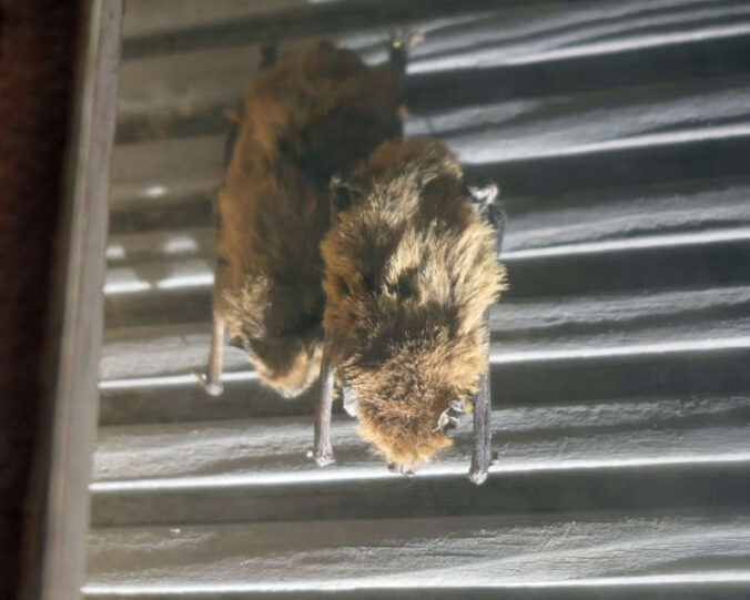 Fledermäuse (Foto: Pfalzmuseum für Naturkunde)