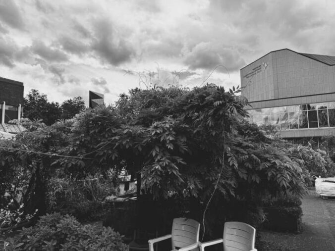 Garten schwarz-weiß (Foto: Helmut van der Buchholz)