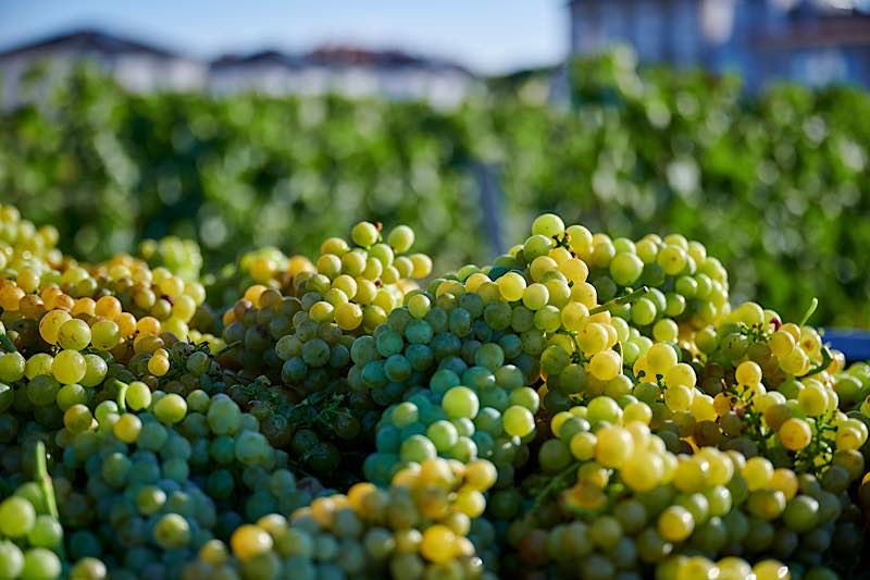 Weinlese (Foto: Südliche Weinstrasse e.V., Christian Ernst)