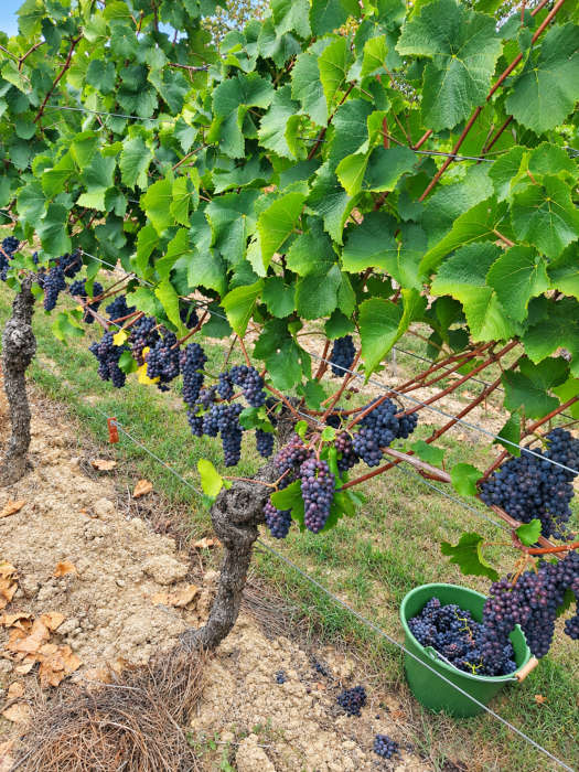 Reiche Ernte im Ruländerweinberg (Foto: Stadt Speyer)
