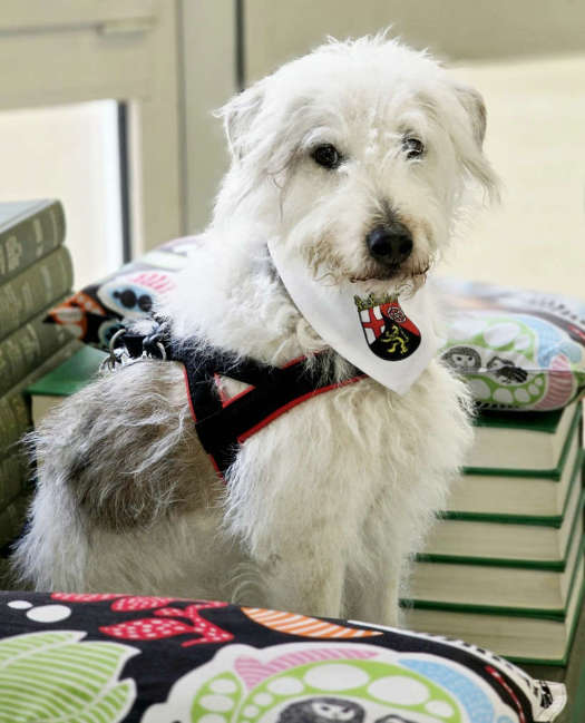 Begleithund Jacky bei der „Lernpause mit Pfötchen“ in der Landesbibliothek. (Foto: LBZ)