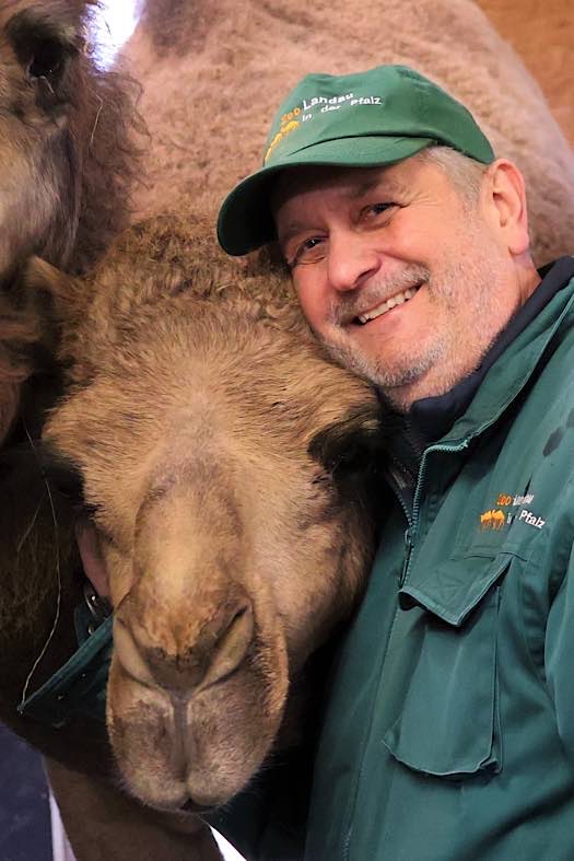 Eines der Dromedare gemeinsam mit Zoodirektor Dr. Jens-Ove Heckel (Foto: Zoo Landau)